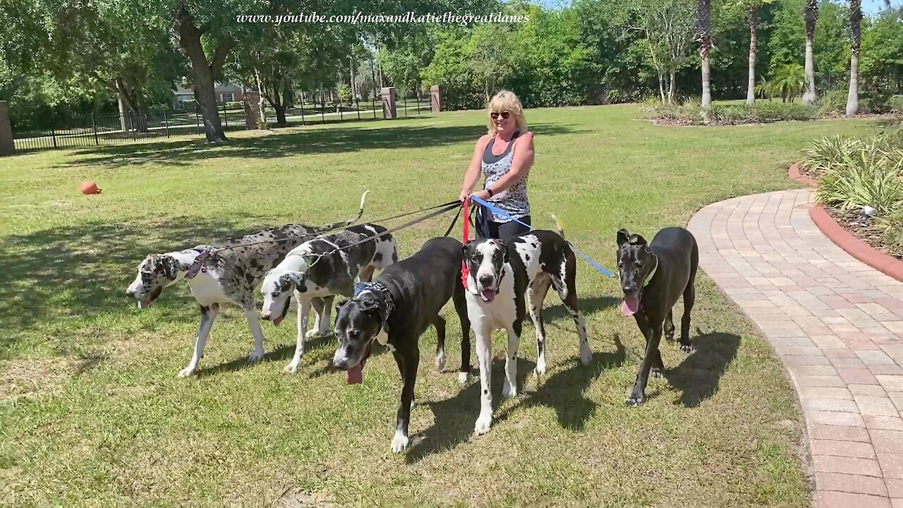 Five Fabulous Great Danes Go For A Florida Pack Walk