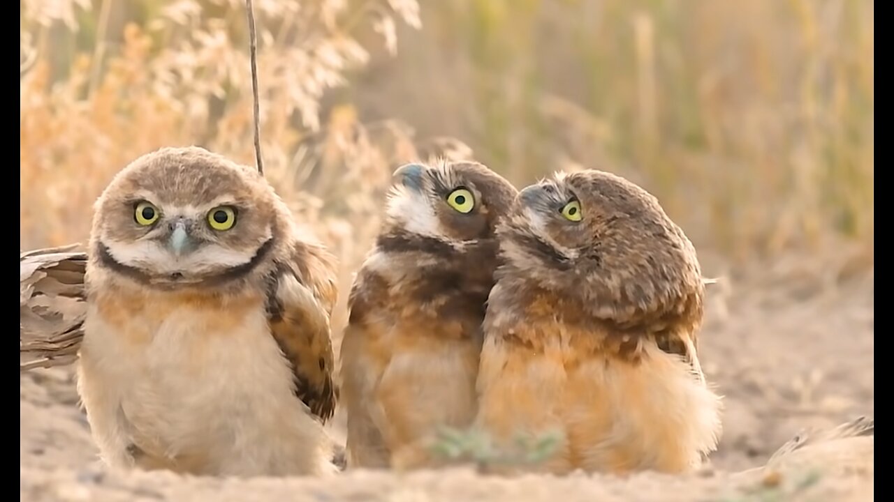 Owl With A Really Big Stick