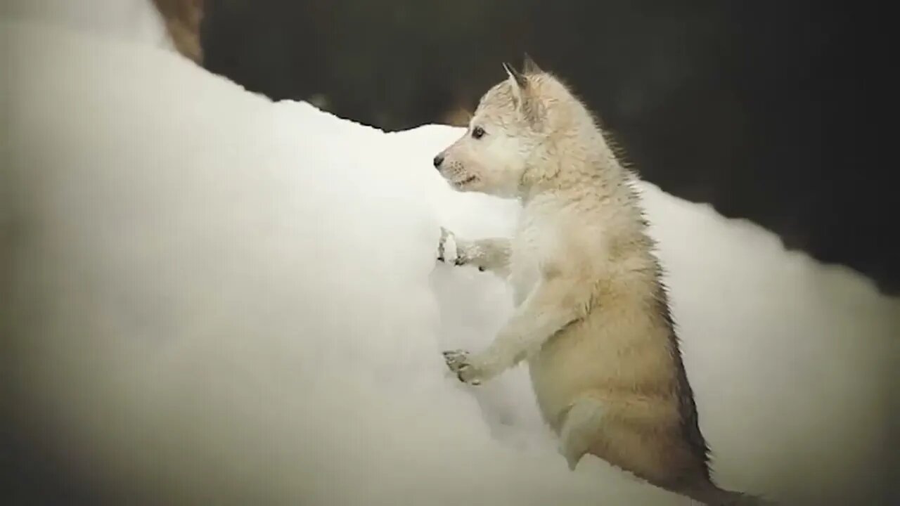 Man Saved this Wolf and her Cubs, but 4 Years later THIS happens 8