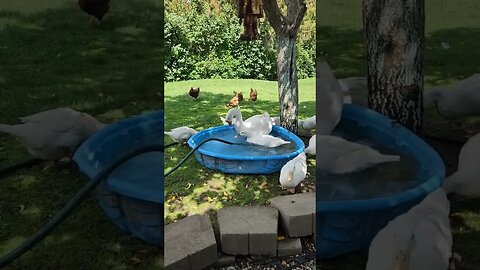 #shorts #ducks #geese
