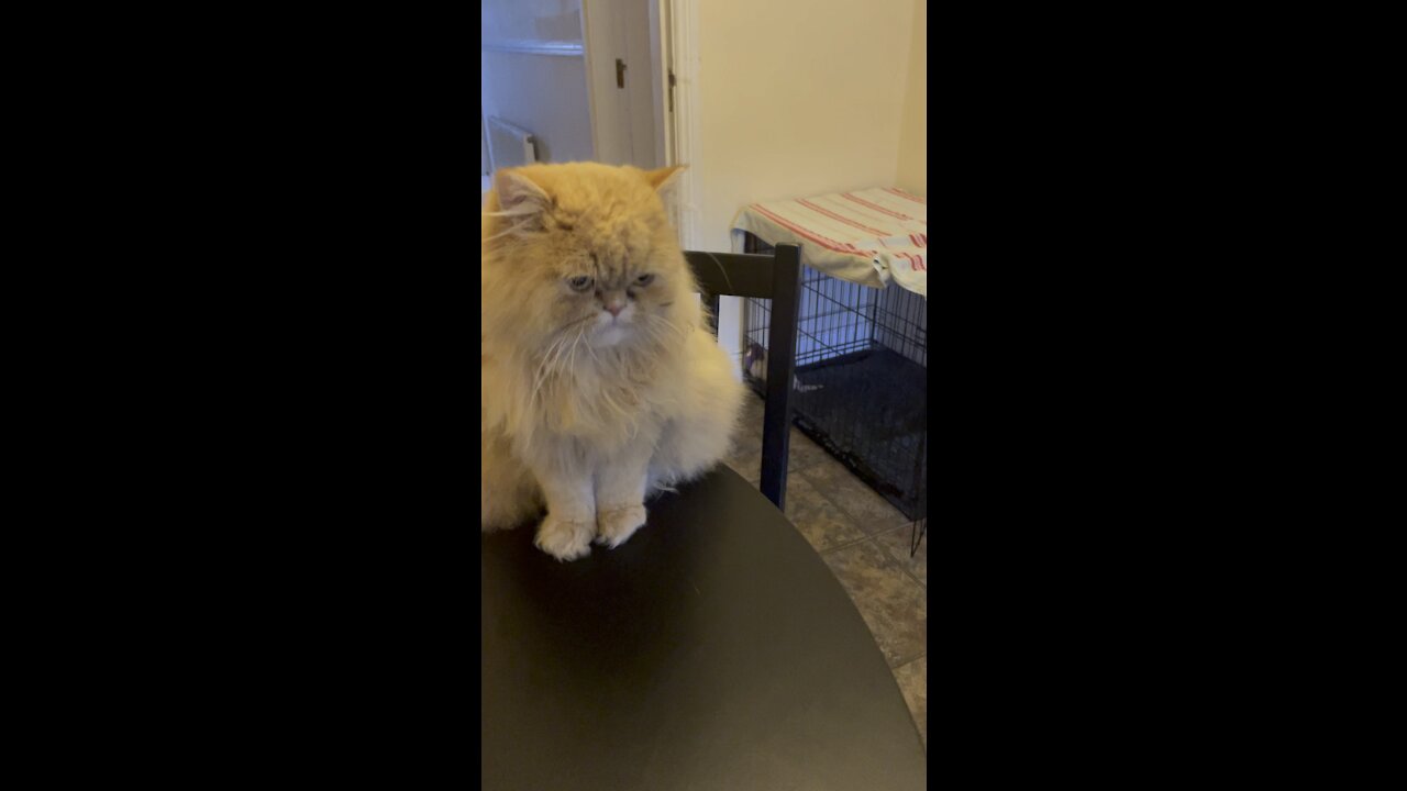 Persian Kitty with Cane Corso