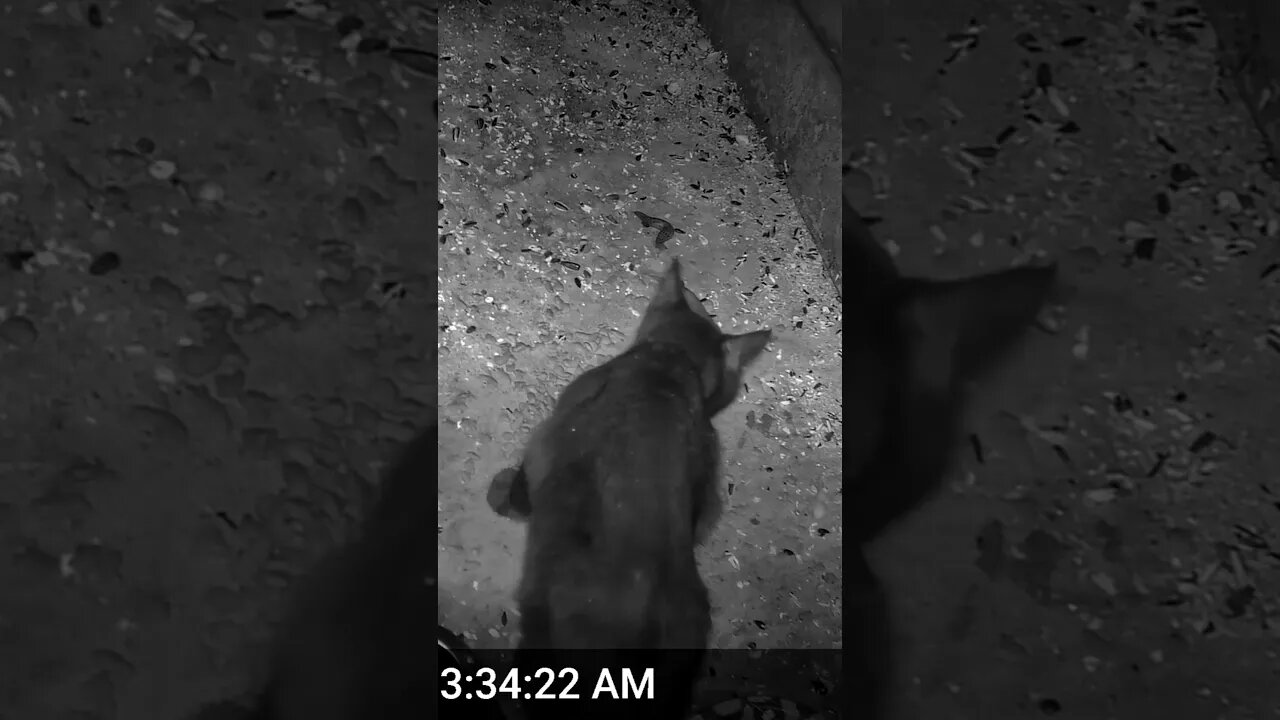 A Cat Crunching Food And Loud Crickets And Frogs! 😺