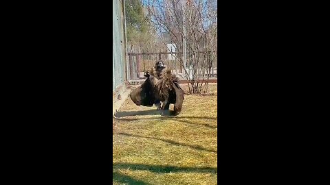 Walk of the Cinereous vulture