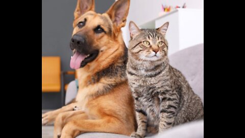 Teach Your Dog To Leave Your Cat Alone !!!