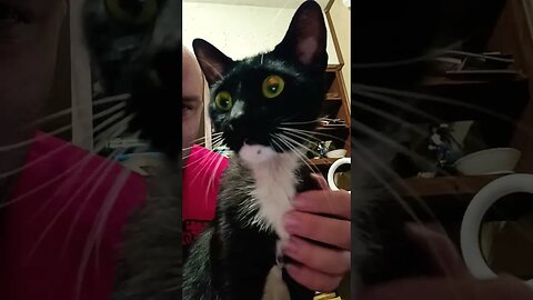 kitty okay? #kitty #kittycat #shortsvideo #shortsfeed #youtubeshorts #catshorts #catlover