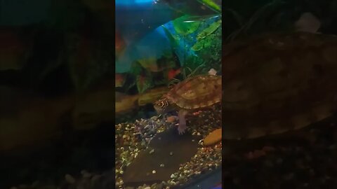 Bubbles! 🐢😅🙈#pets