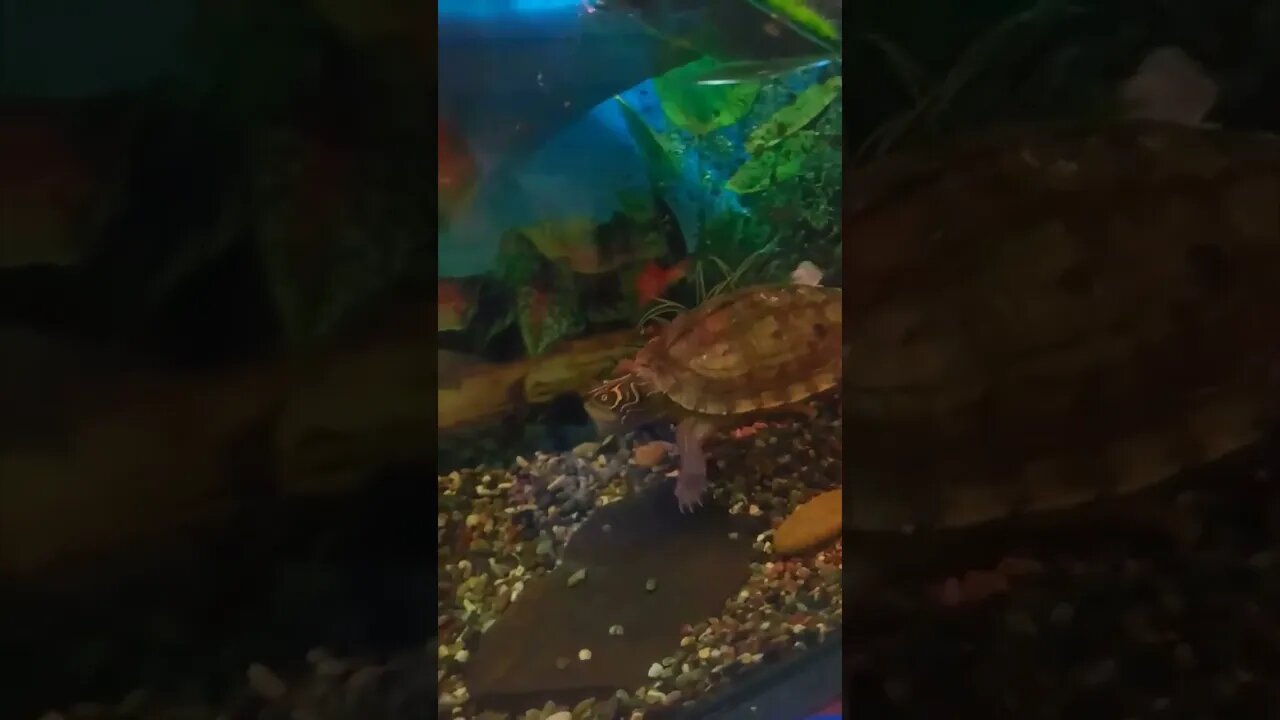Bubbles! 🐢😅🙈#pets
