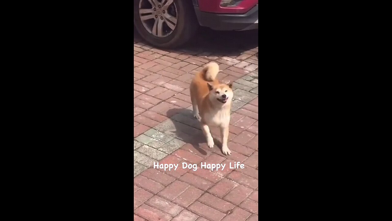 Happy dog