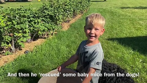 Harrison tries tomatoes, catching crayfish too