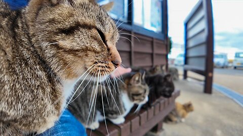 When I walked around the island and returned to the ferry terminal, the cats were waiting for me.