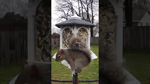 Soviet Squirrel strikes again!