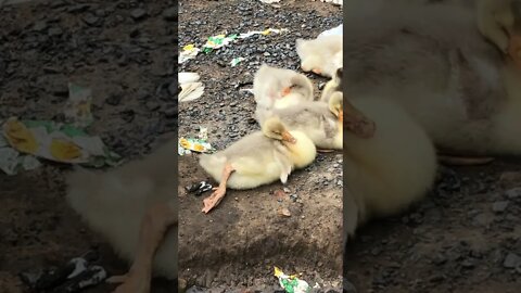 Goslings asleep. Ignore the litter attack! Someone has killed a bag!