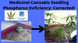 Medicinal Indoor Cannabis - Vegetative Zone Phosphorus Deficiency Corrected