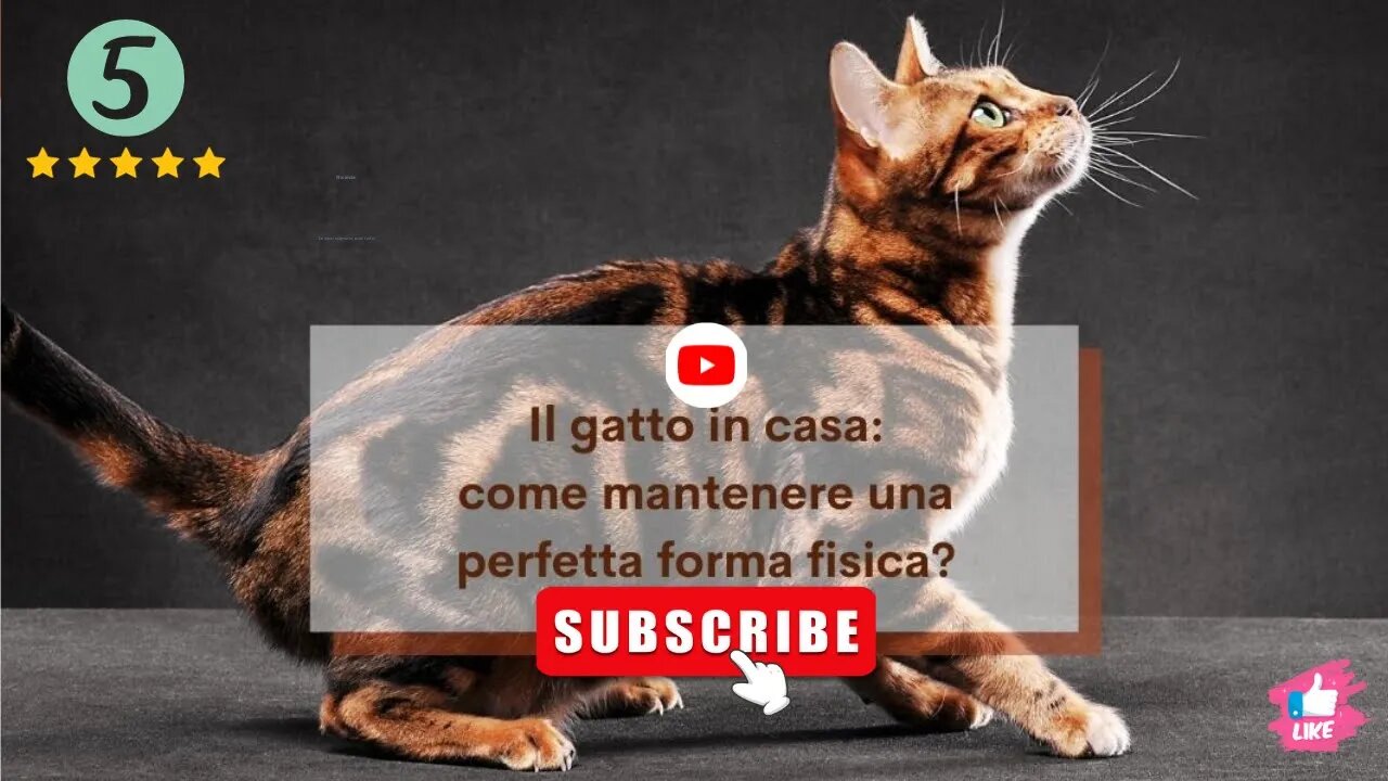 Gatti e proteine: cosa è sicuro per il tuo animale domestico?