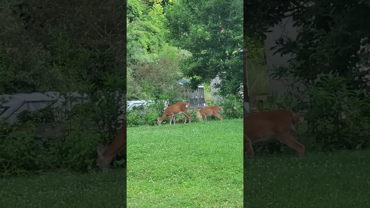 Backyard deer July 10, 2023