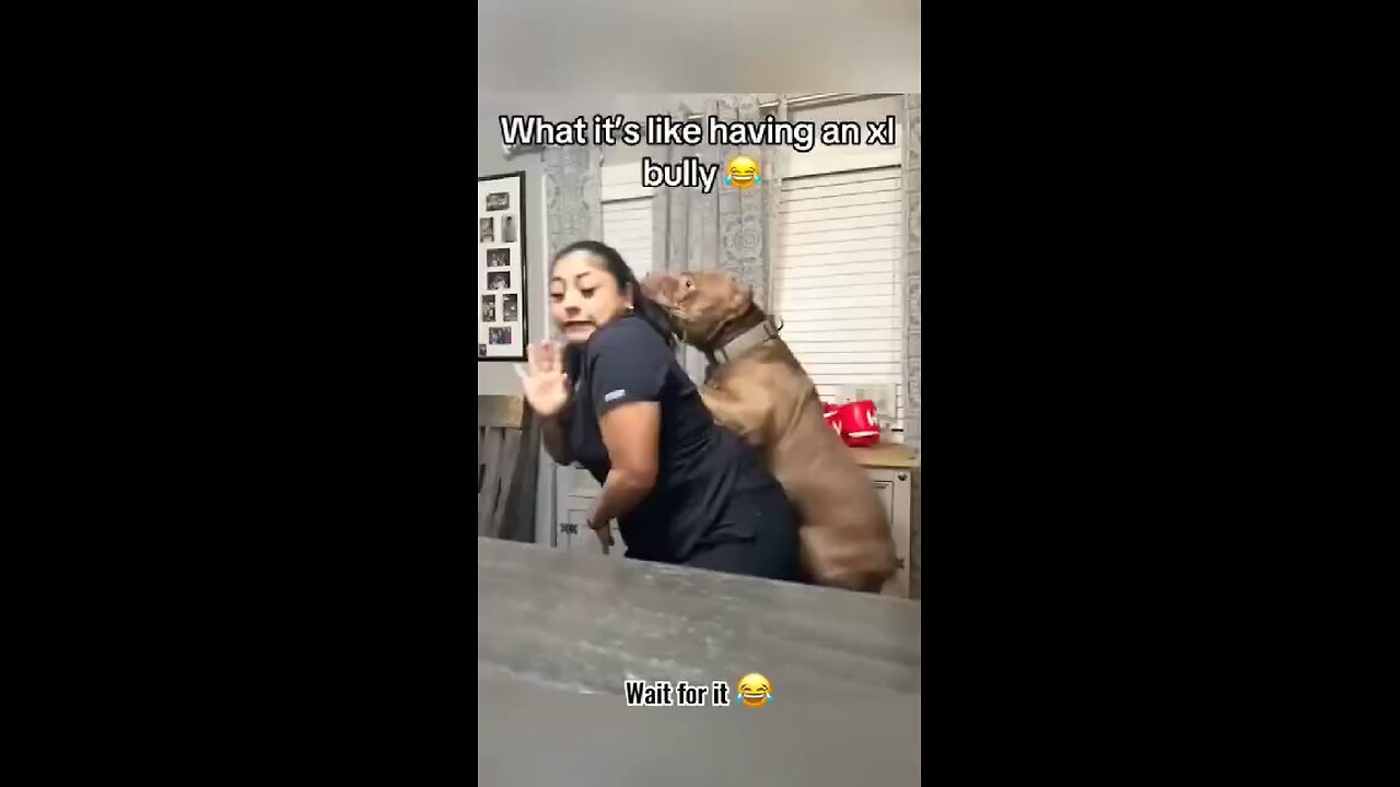 Naughty doggy 😜