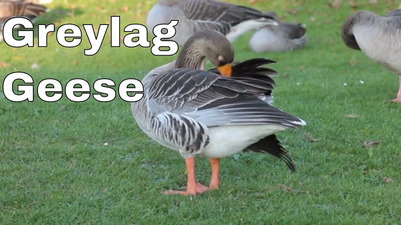 Greylag geese - fun facts about the greylag goose