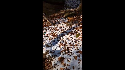 as little clip of my dog and I coon hunting