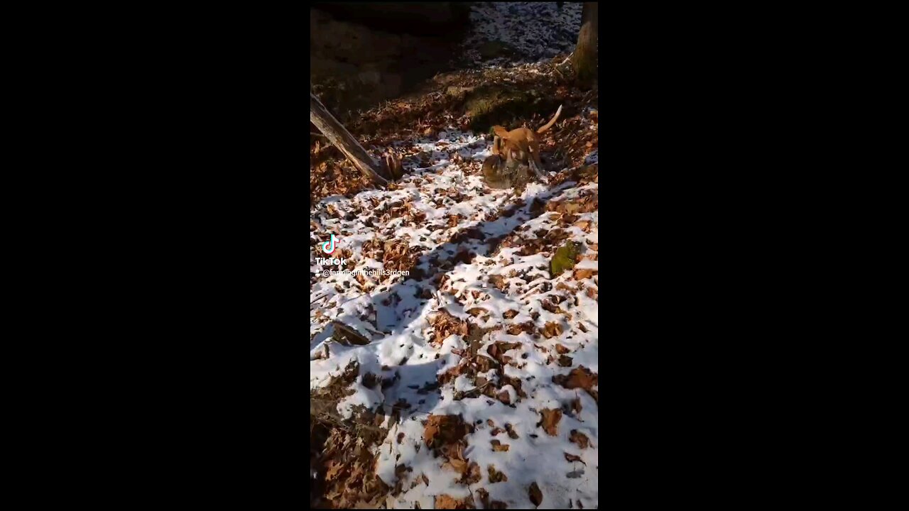 as little clip of my dog and I coon hunting