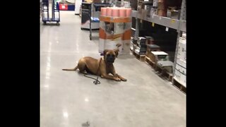 LonelyCreek bullmastiff training at Lowes #bullmastiff #bullmastiffpuppy