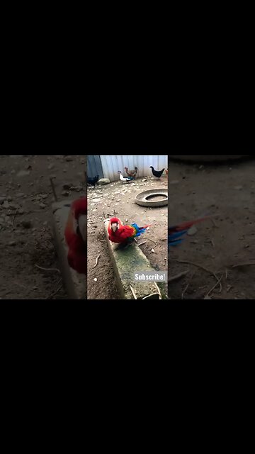 Wild Macaw Thinks He’s a Rooster