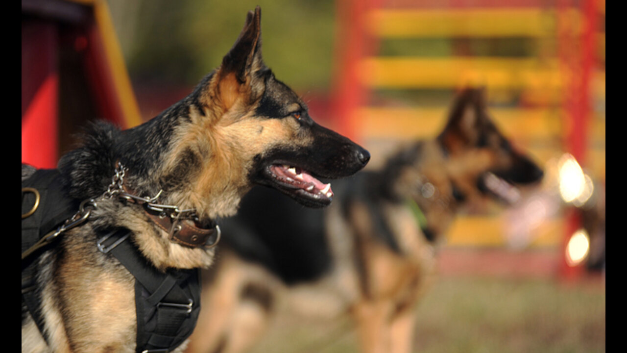 Guard Dog Training With A Few Simple Tricks