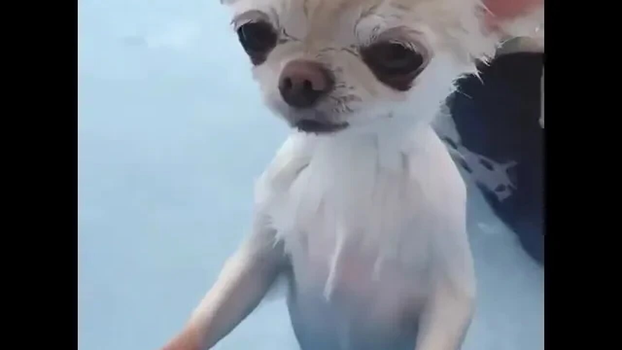 You've NEVER Seen an Animal THIS Funny!