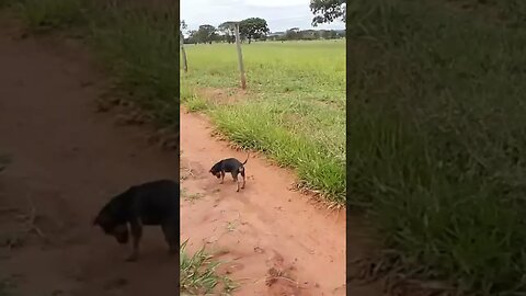 Não é pra chorar. Os pintinhos saíram do galinheiro e...