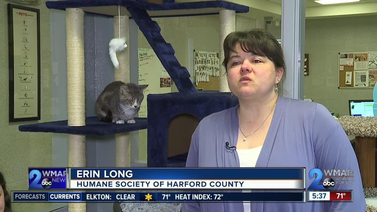 CMore than 70 cats rescued from home