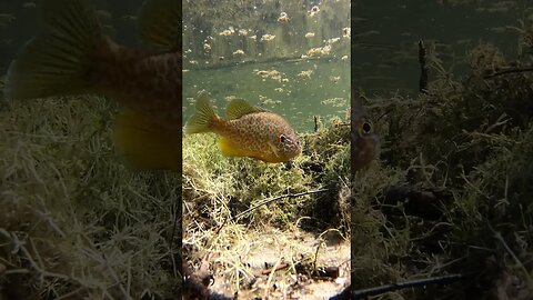 Pumpkinseed on a bed