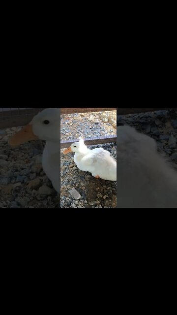 6 week old baby chick and duckling