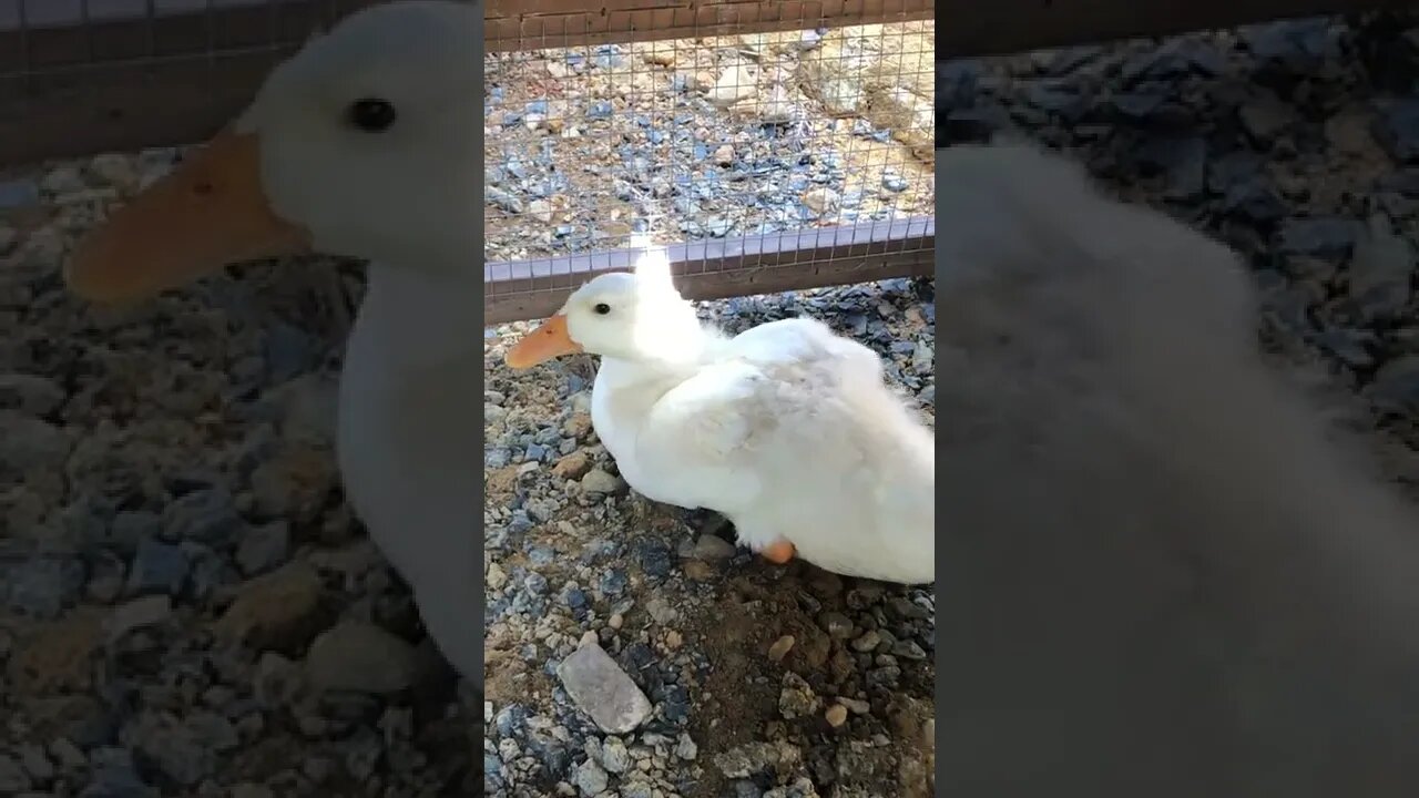 6 week old baby chick and duckling