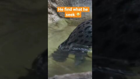 Did he hunt in water?😳 #shorts #viral #youtubeshorts #saintpee #hype