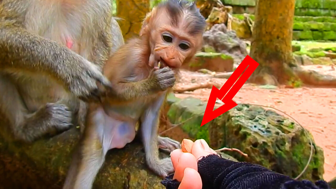 Small Monkey And Her Mother Receive Peanut From a woman