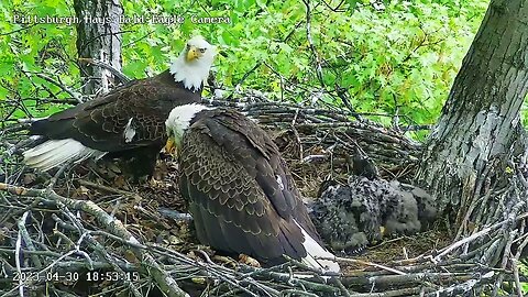 Hays Eagles Dad brings a Fish Mom takes and Feeds H19 H20 4.30.23 18:52