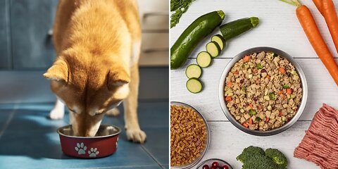 12 Human foods that are actually good for your dog