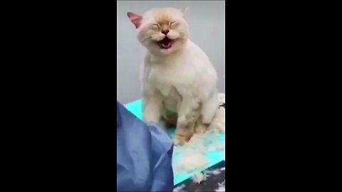 Funny cat