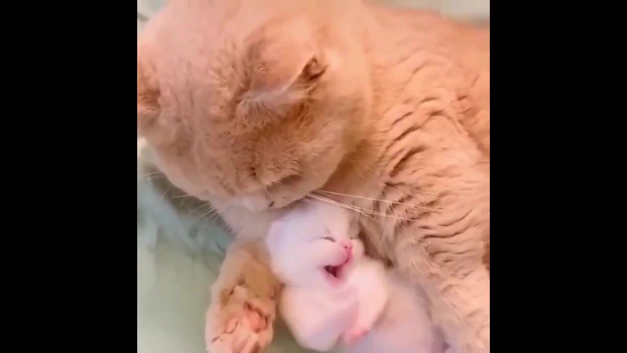 Compilation of cute and loving cats