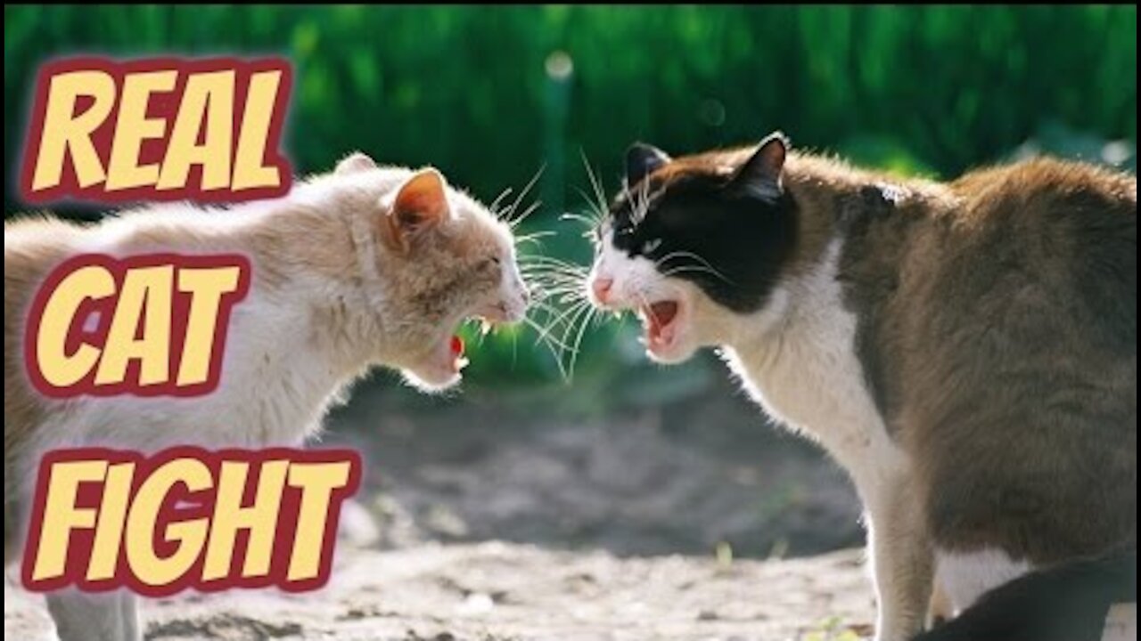 Real Cat Fight │So Funny Cats - Compilation