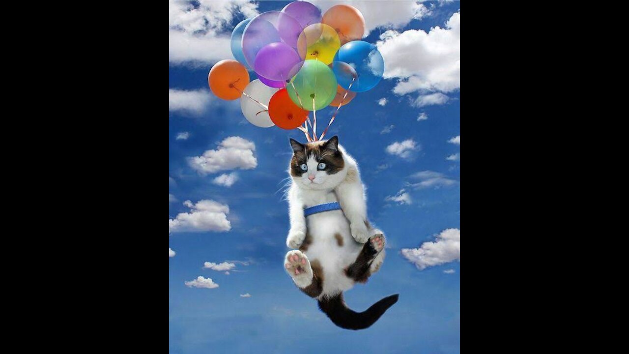 Cat and ballon