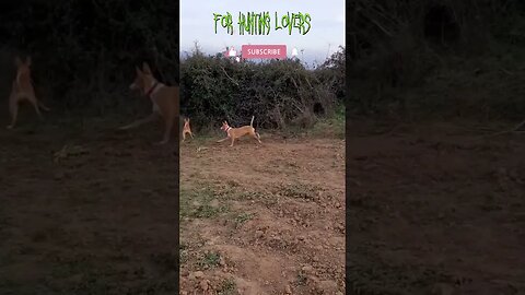 Podenco y liebres 🐇| Podenco Dogs Vs Rabbit | Собаки Podenco преследуют кролика ग्रेहाउंड और खरगोश