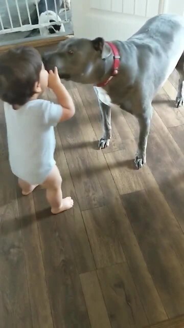 Precious playtime moment between toddler and doggy