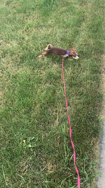 Puppy’s First Time On A Leash