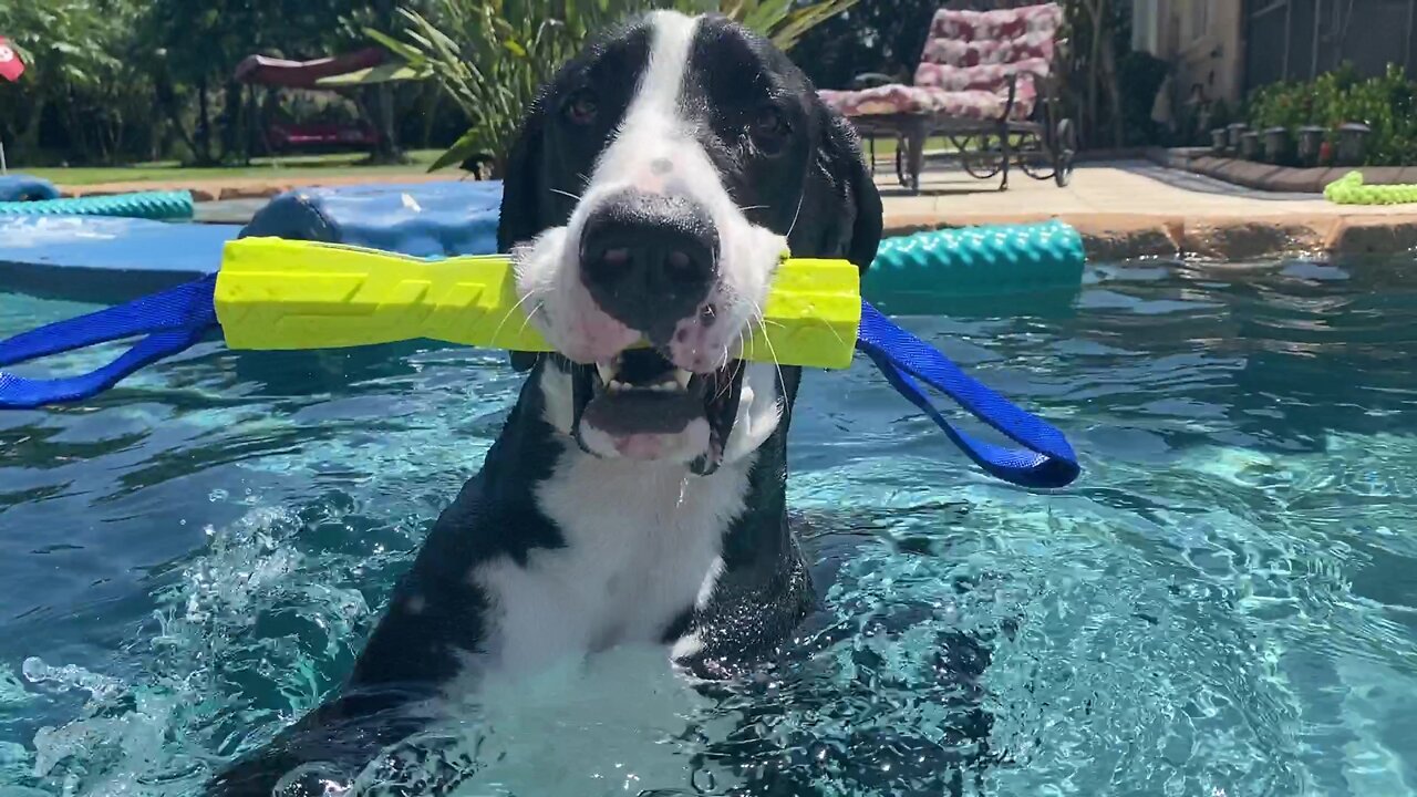 Funny Great Dane Loves Being A Retriever & Swimming In the Pool