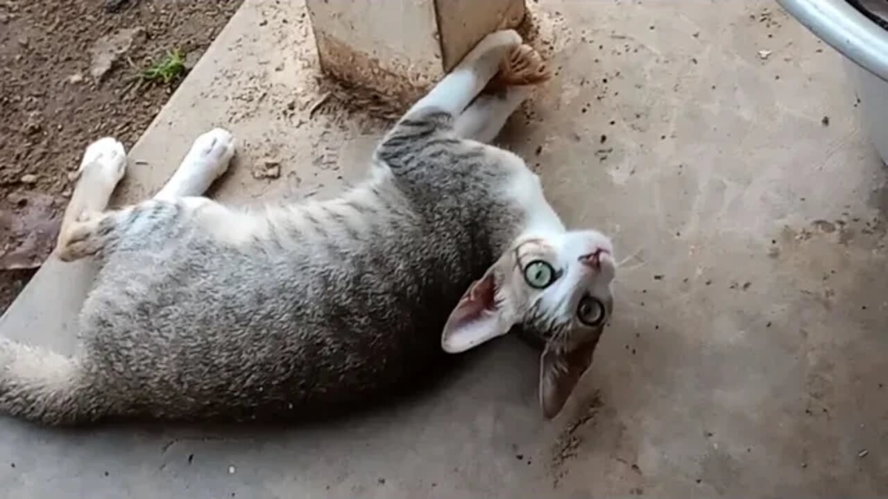 Cute kitty playing 🐱😍