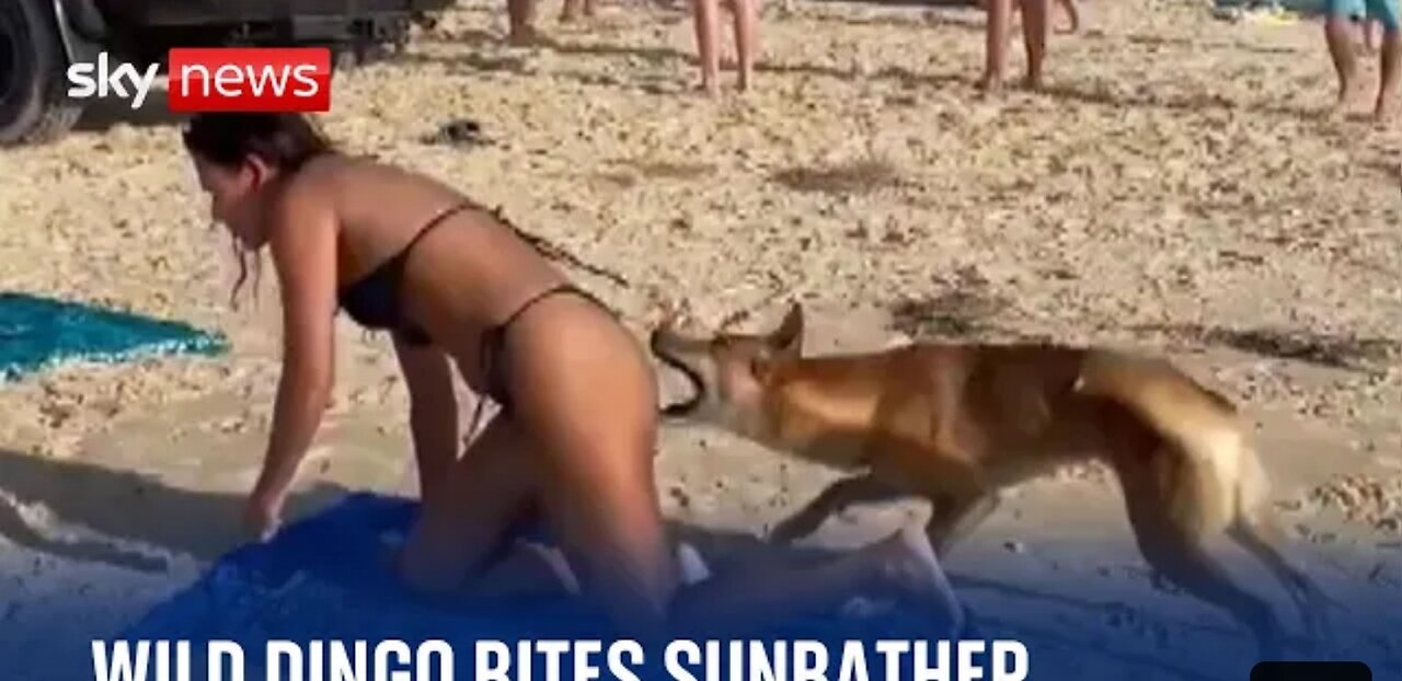 Australia: Dingo bites sunbathing tourist in Queensland