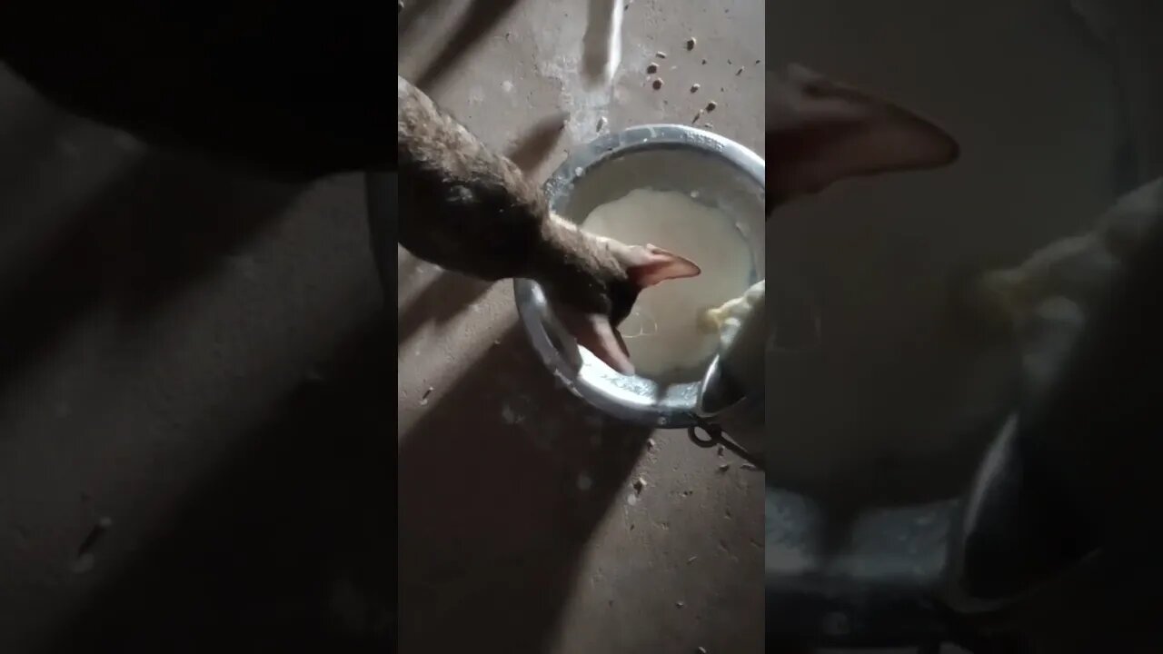 Dinner time 🐱🐱😍