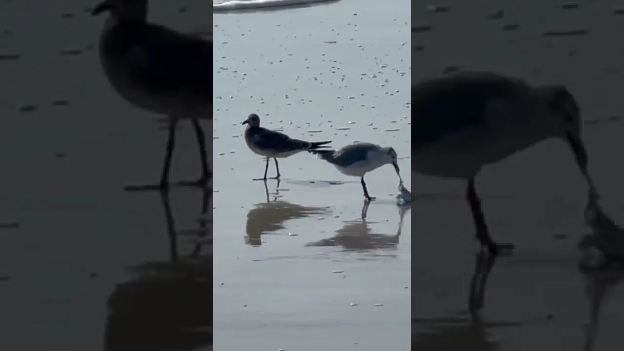 Beta Male Bird Thinks Twice About messing with the Alpha Male Bird's Food 🐦 #shorts