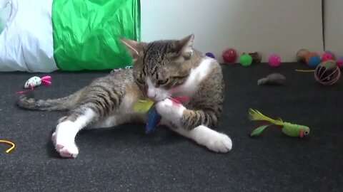 Small Cat Grooms the Toys