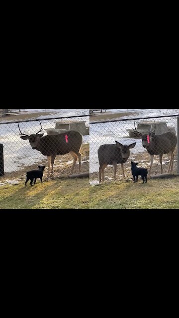 Puppy and Deer are best friends